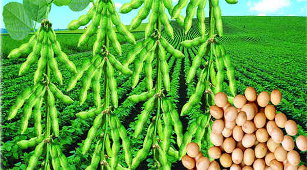 大豆植保技术