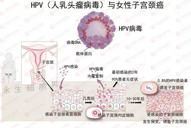 hpv(humen papillomavirus)就是人乳头瘤病毒,是一种属于乳多空病毒