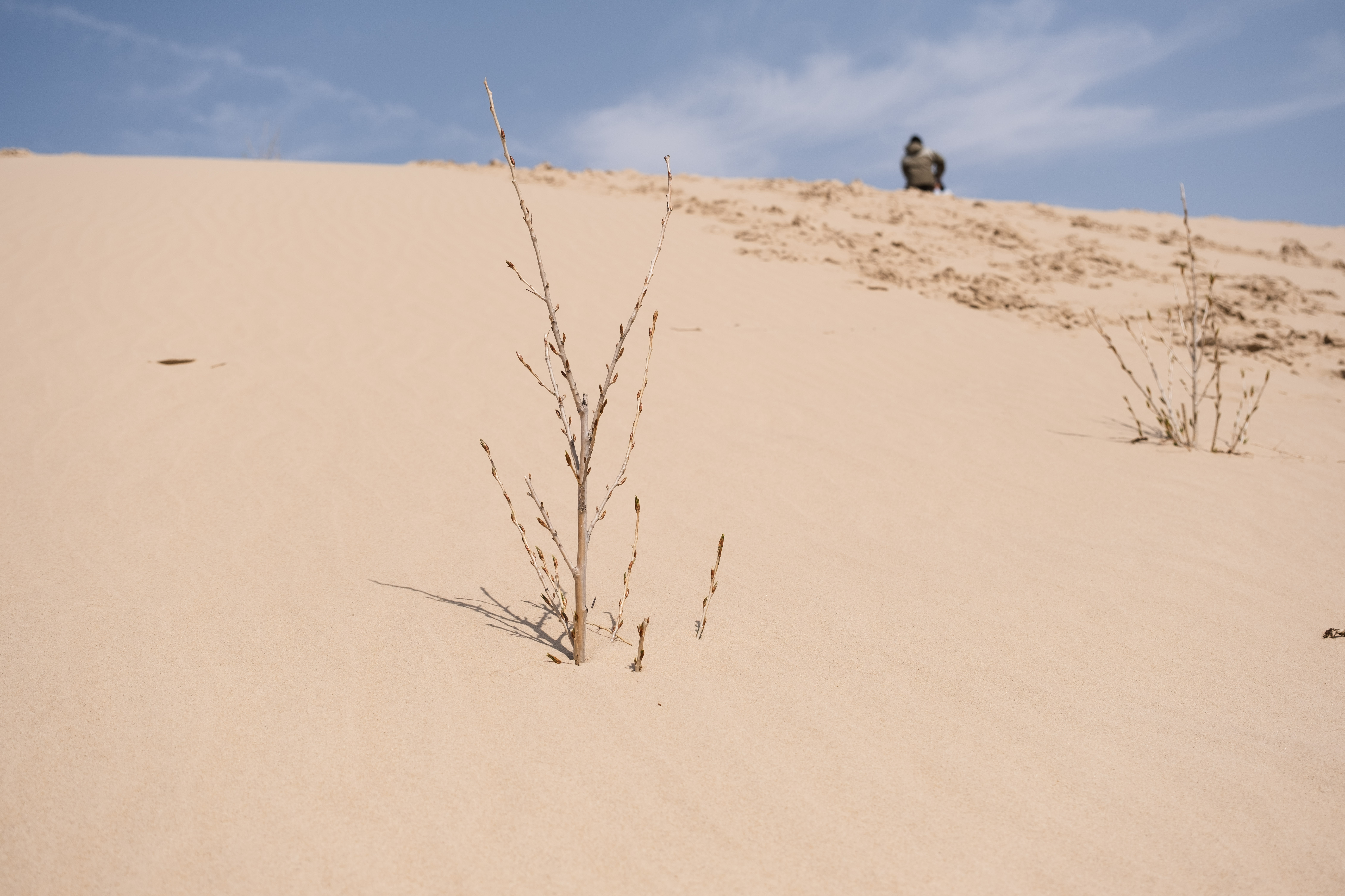 Section image
