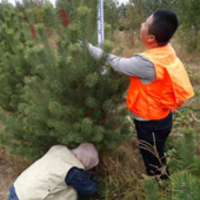 Volunteers measuring the height of a pine tree