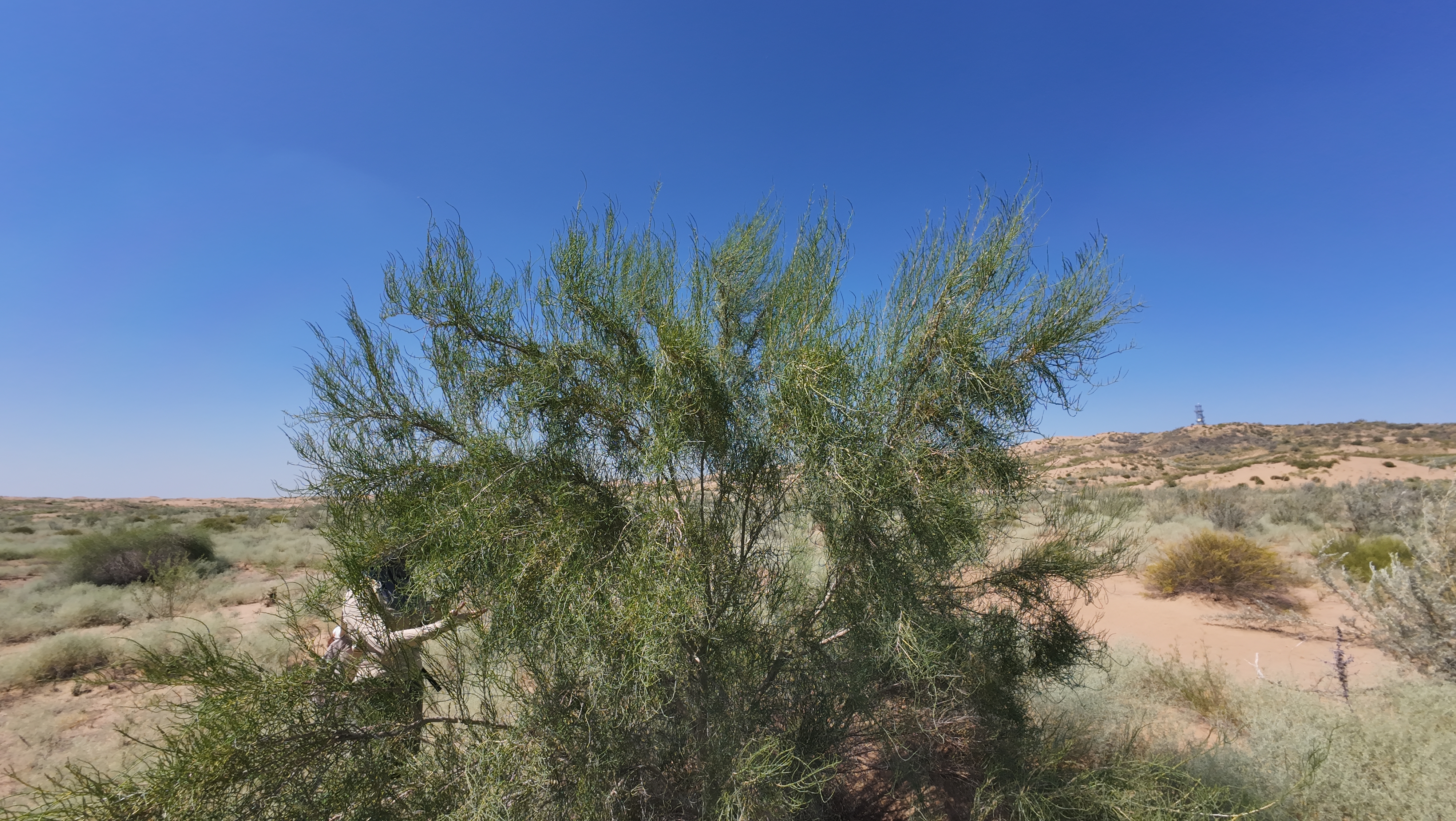 Section image