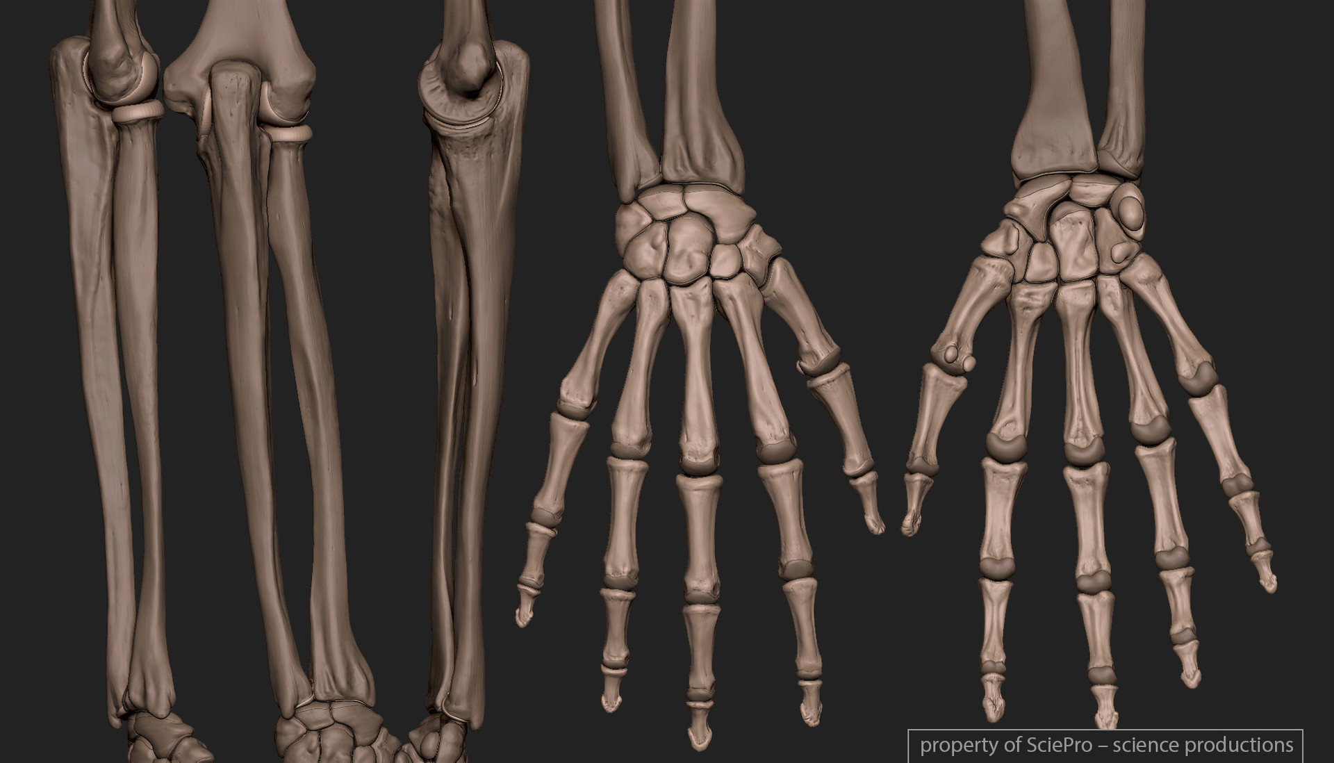 人体骨骼3d结构