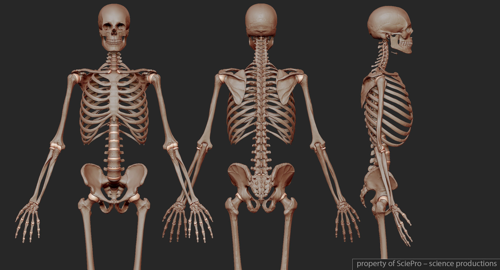 人体骨骼3d结构