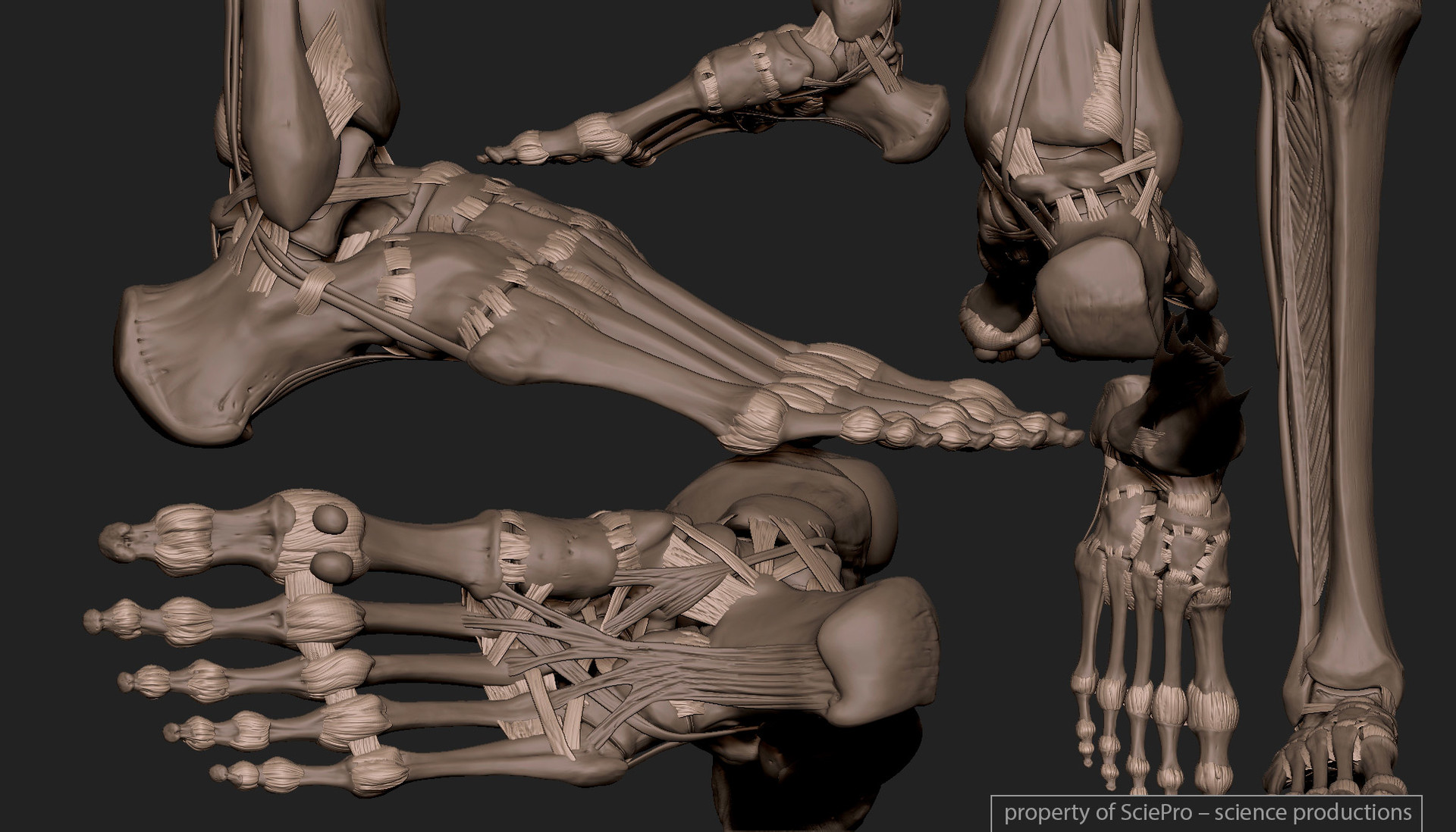 人体骨骼3d结构