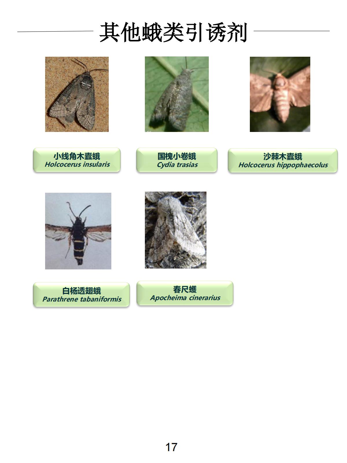 其他引诱剂系列