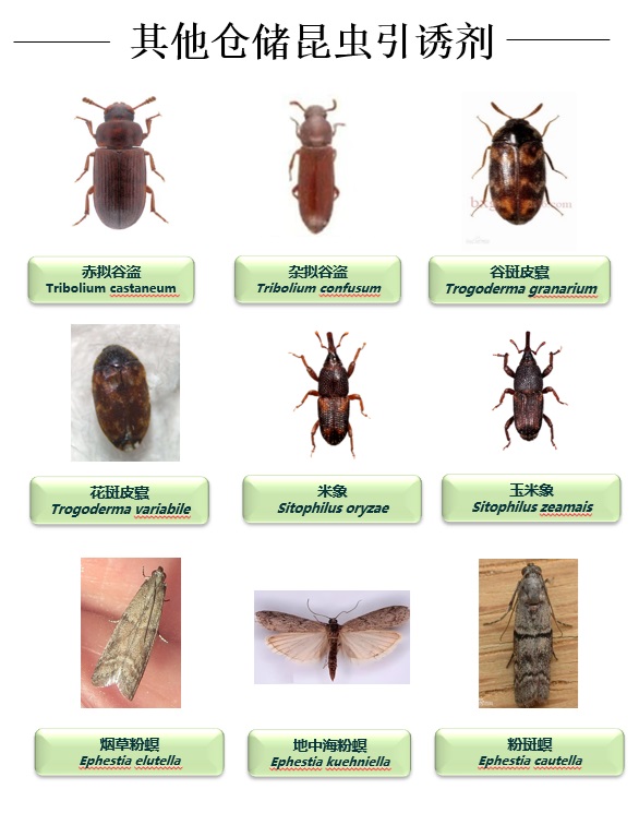 其他仓储昆虫引诱剂