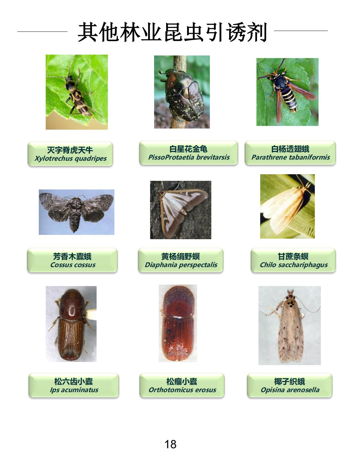 其他引诱剂系列