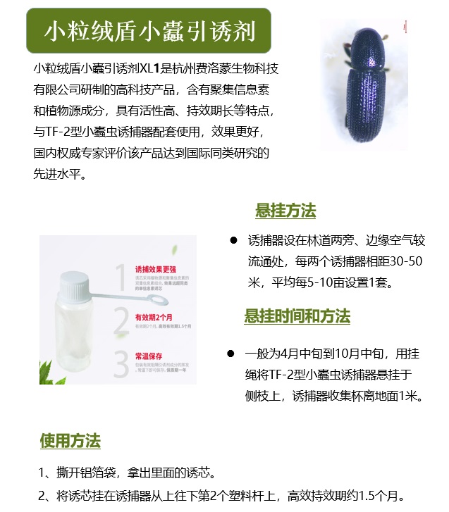 小粒绒盾小蠹