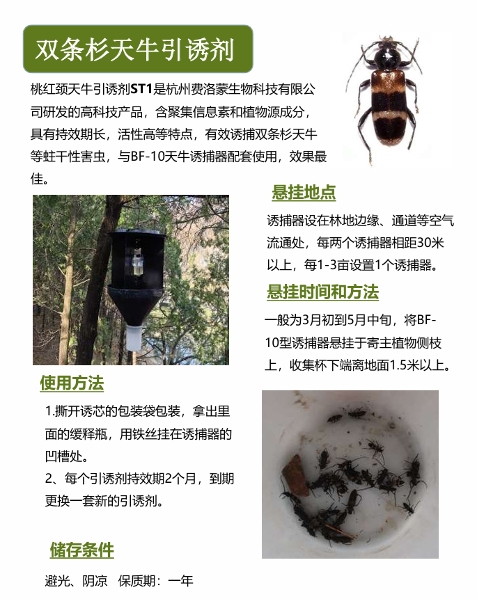 双条杉天牛引诱剂