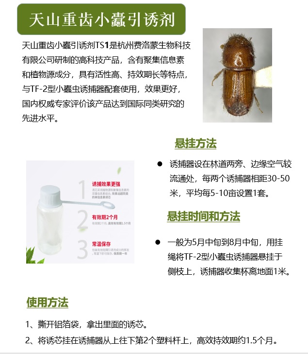 天山重齿小蠹