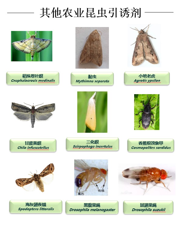 其他农业昆虫引诱剂