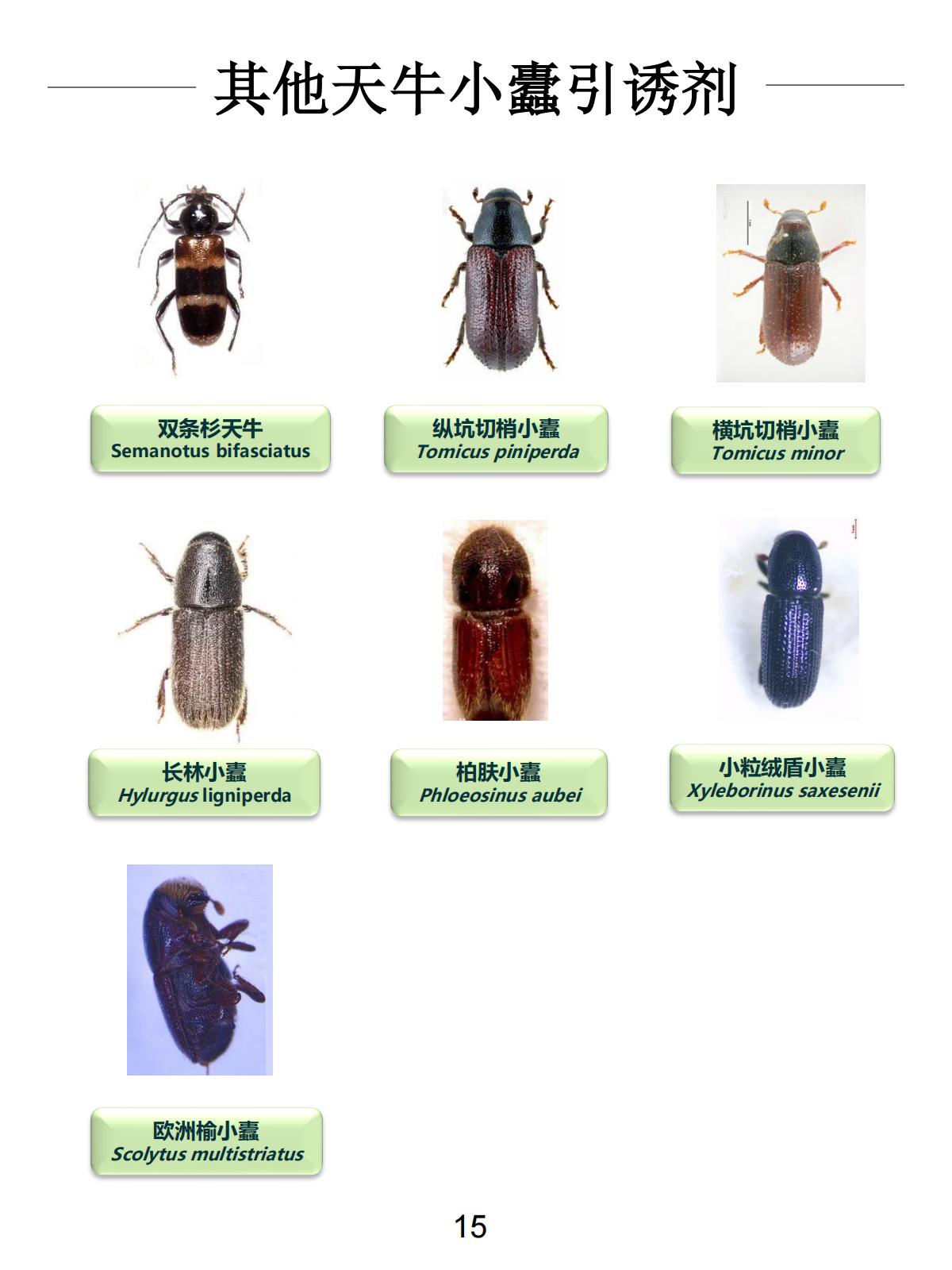 Other Attractant Series