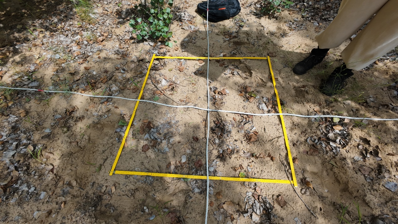 Section image