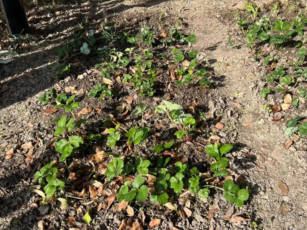 1-sprout根与芽园艺社的校园园艺活动
