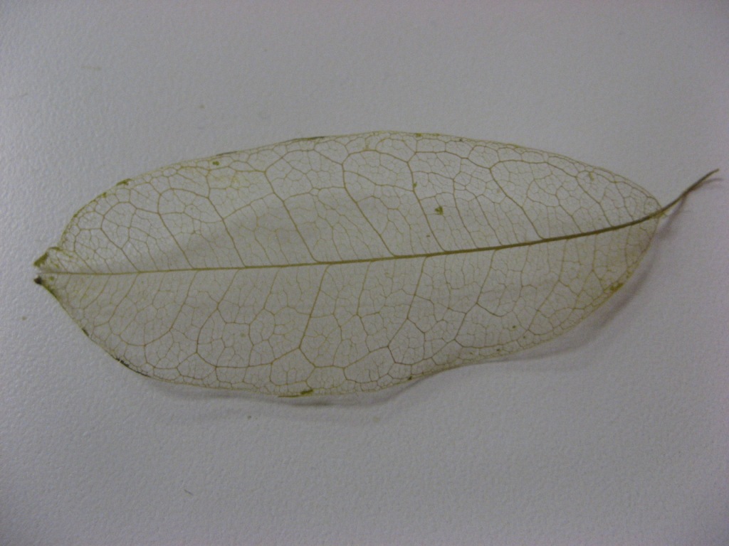 Section image