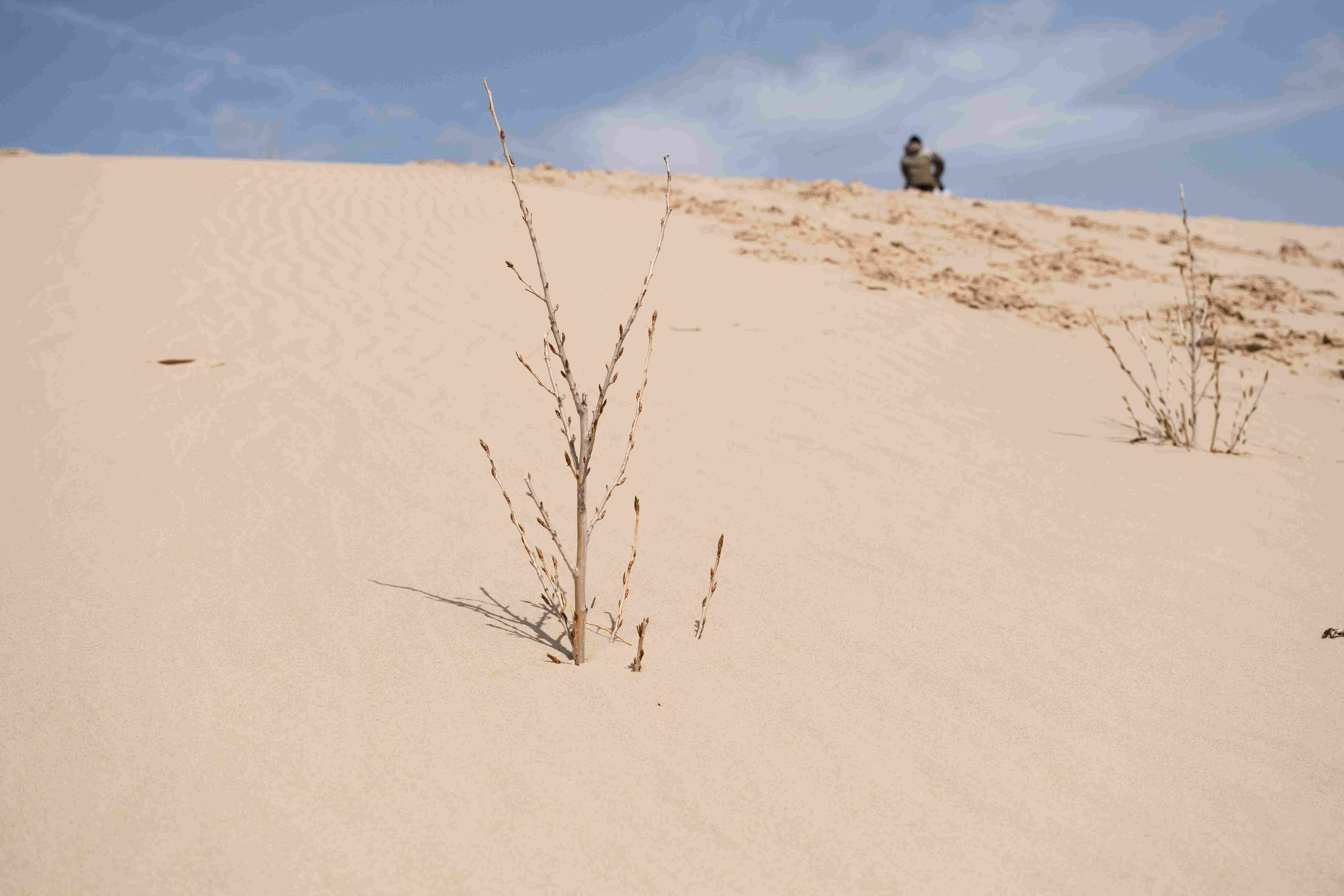 Section image