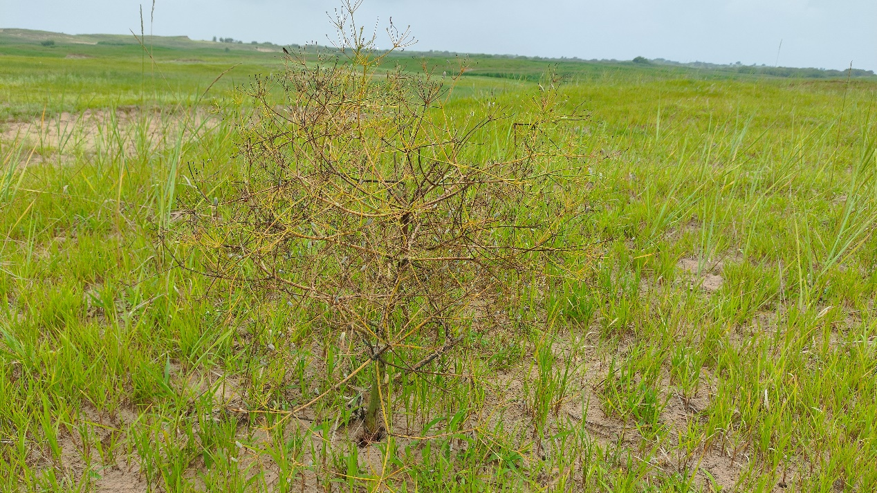 Section image