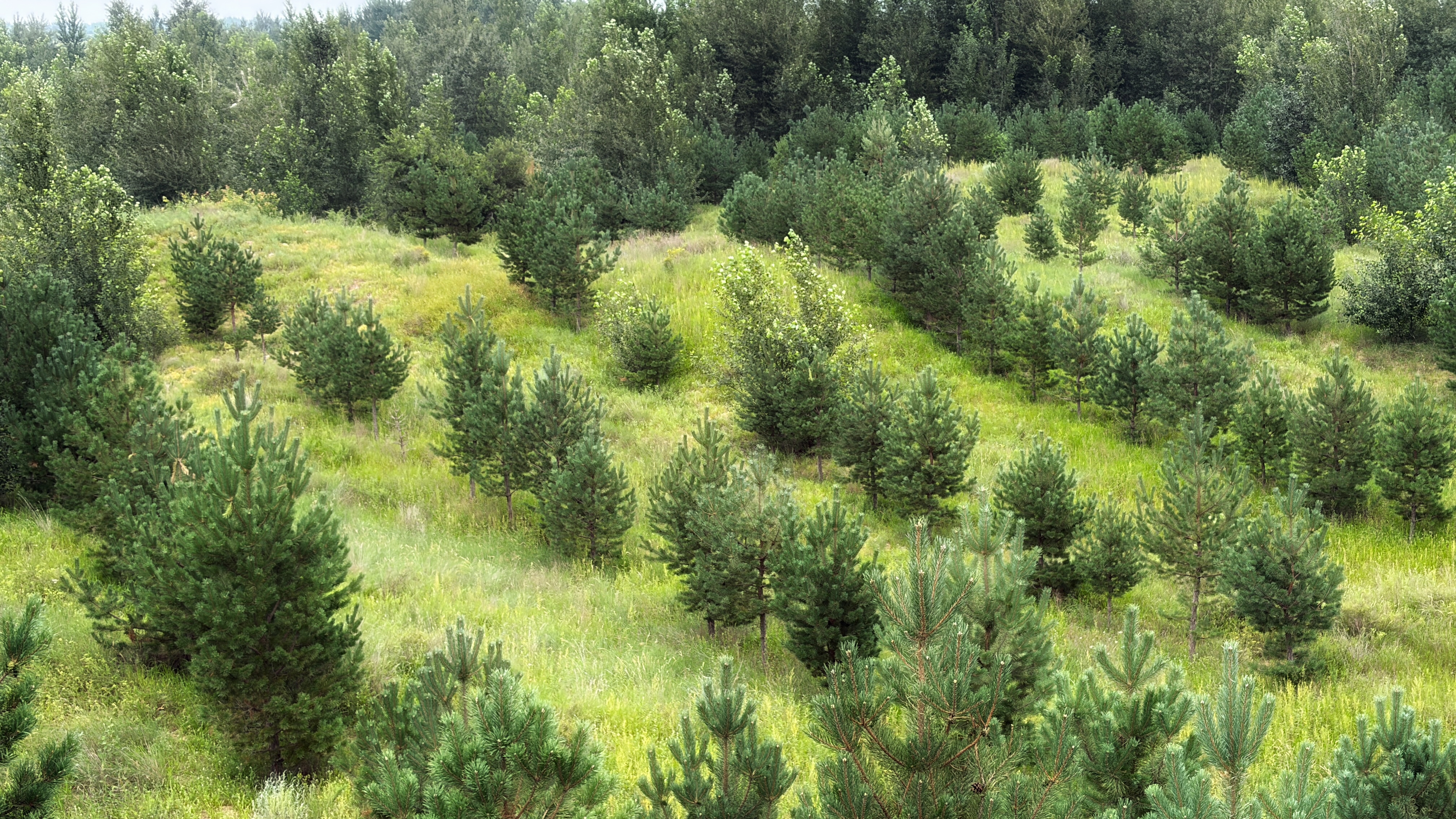 Section image