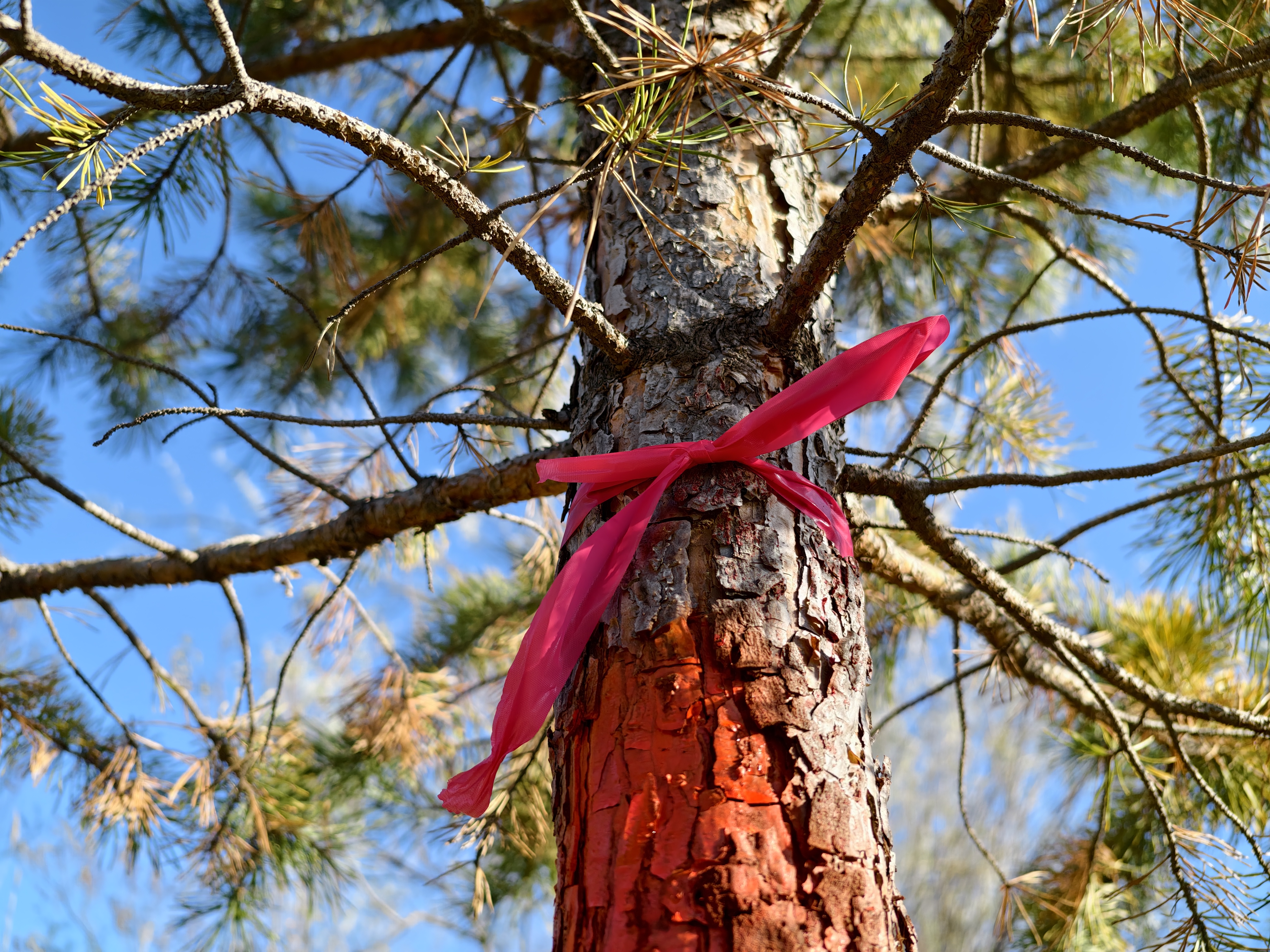 测量过程中对抽样的标准木进行标记 王凯摄