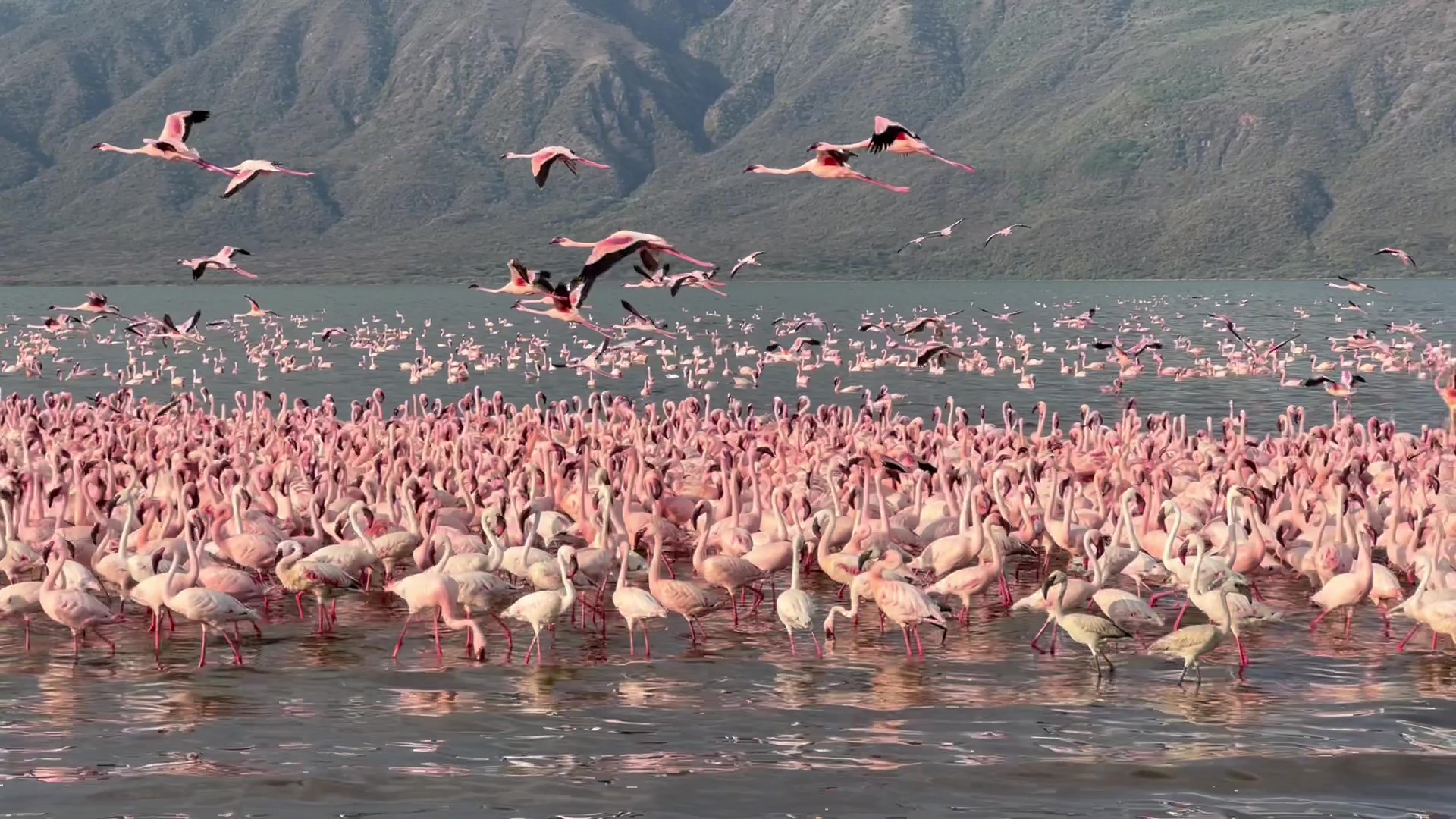 东非肯尼亚旅游马赛马拉、内罗毕、桑布鲁、纳库鲁湖8日游 | 东非队长