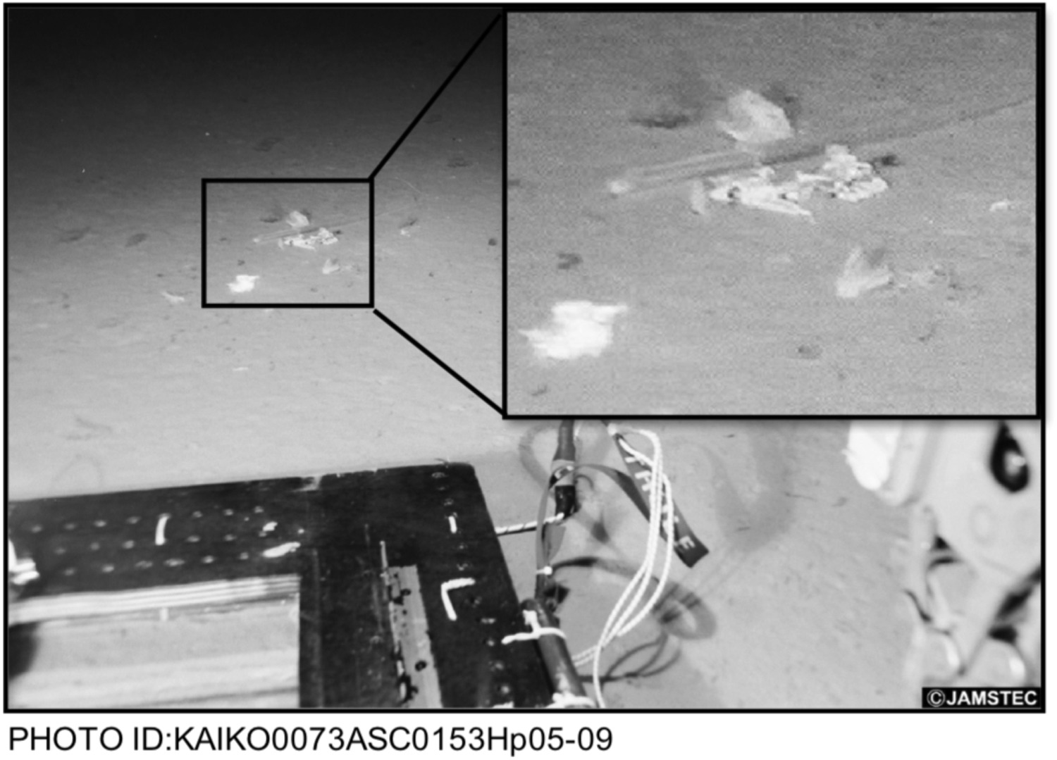 马里亚纳海沟10898米处的塑料袋