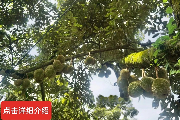 马来西亚猫山王👑榴莲介绍