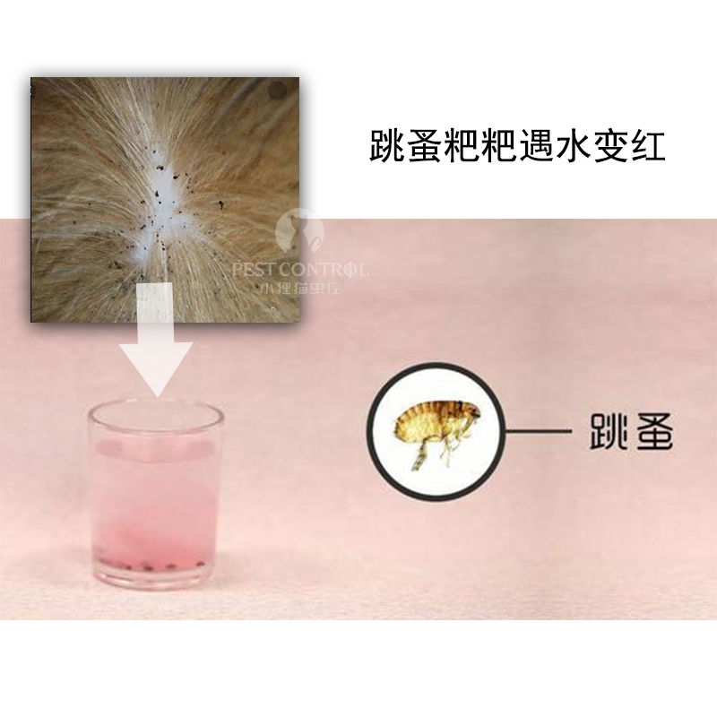 跳蚤的粑粑遇水变红。 深圳小狸猫虫控”---综合鼠虫害管理服务商，提供灭跳蚤、灭蟑螂、灭鼠、灭蚊虫、灭苍蝇、灭白蚁、灭臭虫、灭蛾蚋（娥蠓）、灭仓储害虫等服务，业务集中在深圳南山、福田和宝安，价格亲民，性价比高。电话：13424229295，https://www.xlmpco.cn，深圳市小狸猫有害生物防制工程有限公司