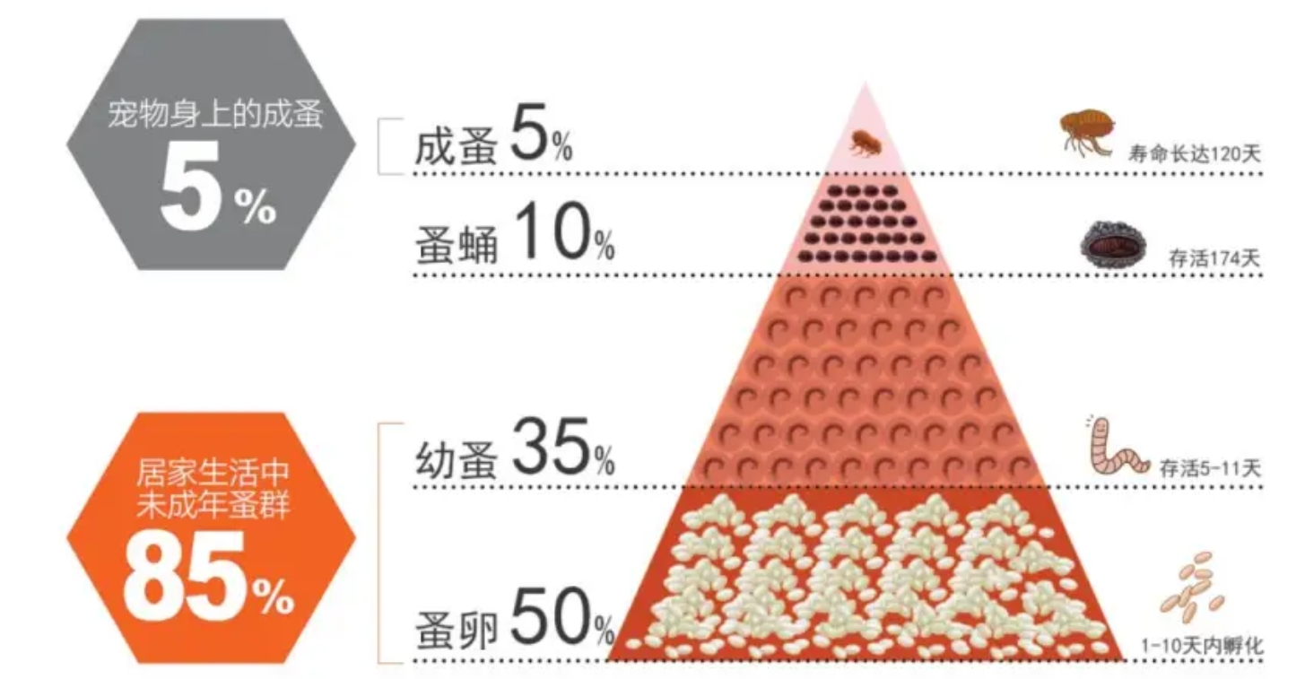 深圳市内住宅灭除跳蚤服务