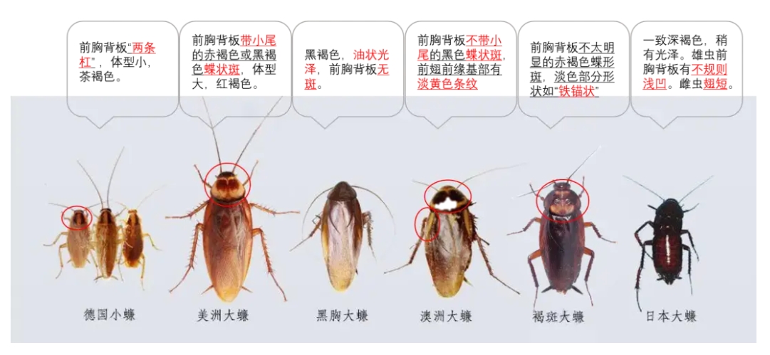 除蟑螂，深圳杀虫公司。深圳小狸猫虫控”---综合鼠虫害管理服务商。电话：13424229295，https://www.xlmpco.cn，深圳市小狸猫有害生物防制工程有限公司