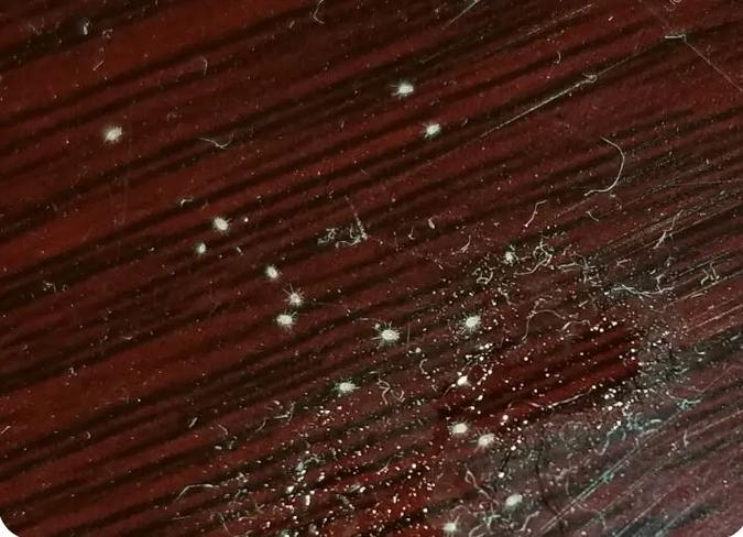  深圳小狸猫虫控”---综合鼠虫害管理服务商，灭跳蚤、灭蟑螂、灭鼠、灭蚊虫、灭苍蝇、灭白蚁、灭臭虫、灭蛾蚋（娥蠓）、灭仓储害虫等。电话：13424229295，https://www.xlmpco.cn，深圳市小狸猫有害生物防制工程有限公司