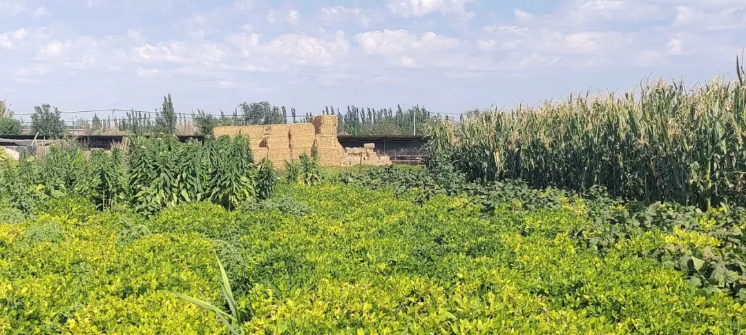 新疆师大西域环境队：克拉玛依润禾社区气候变化风险评估之行