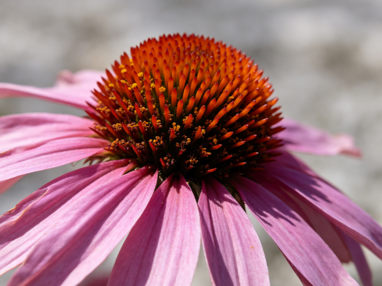 Echinacea Extract powder, fssc22000 certificated