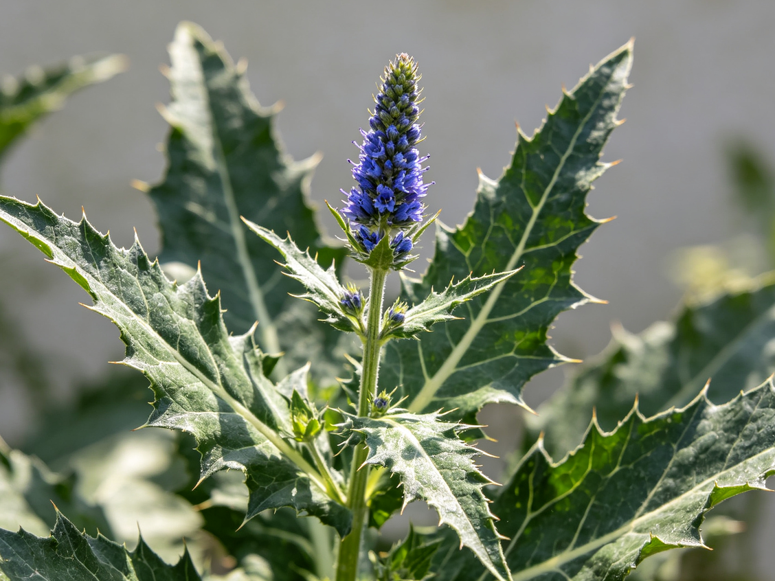 Milk Thistle Extract powder, fssc22000 certificated