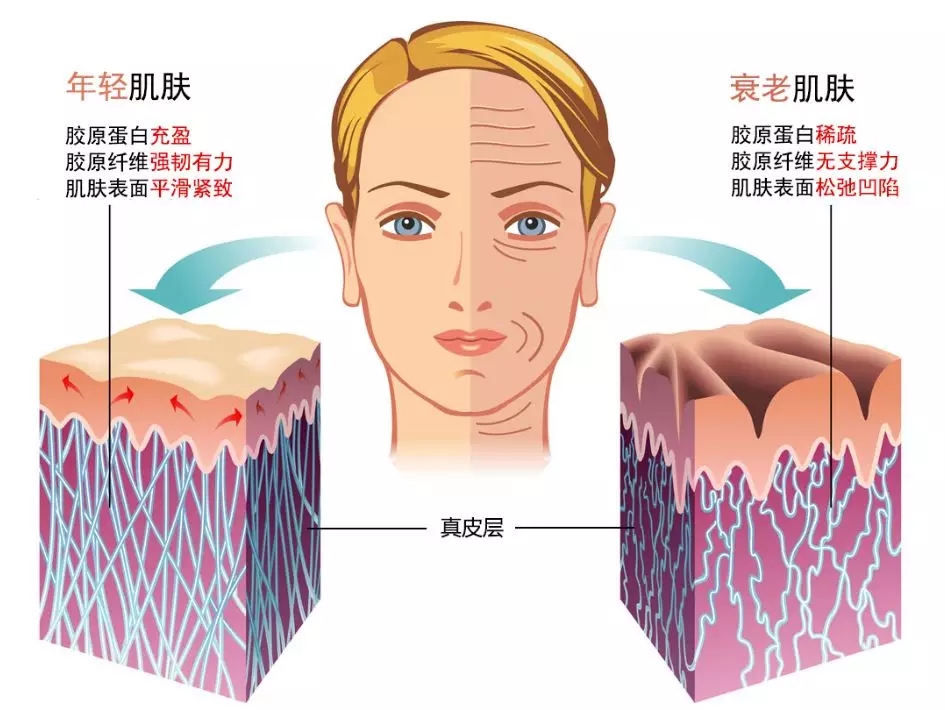 由此可见,单纯补充胶原蛋白并不能够起到多大的美容作用.