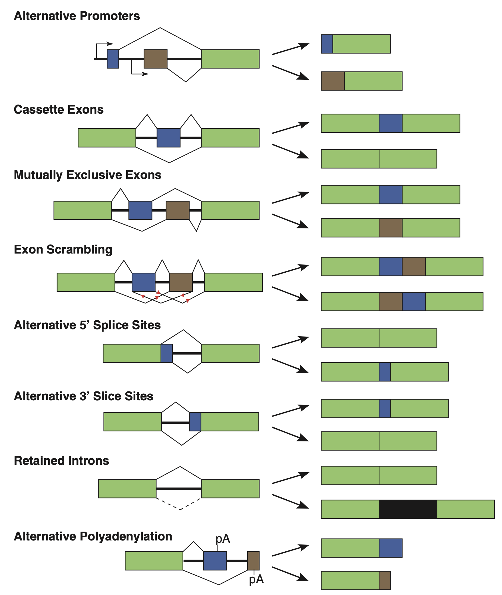 基因课-生物信息培训