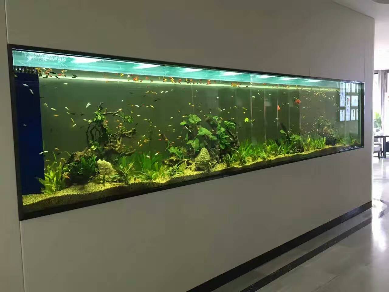 生态水草缸效果展示