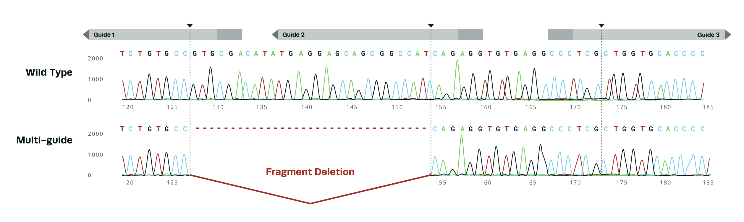 Synthego多向导sgRNA设计的表示，展示了三种可能的片段缺失之一。Synthego的多向导sgRNA设计包含多个修饰的sgRNA（灰色条），它们按特定顺序共同靶向每个基因。这些sgRNA一起转染，以在靶向的基因组位点产生特定的、同时的双链断裂（DSB）（垂直虚线）。