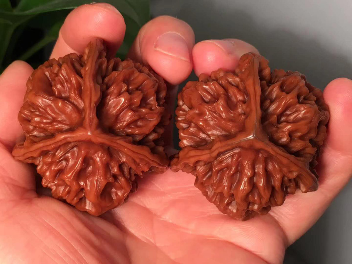 享誉京城文玩界四大核商之一的"核桃表妹"——陈红云老师代大伙"掌眼"