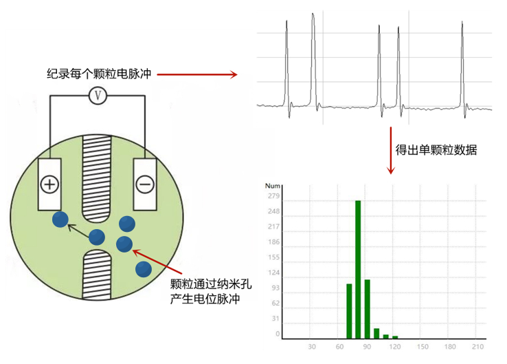 深圳瑞芯智造 纳米库尔特粒度仪