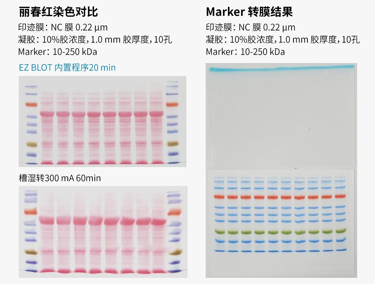 EZ BLOT 一键湿转仪