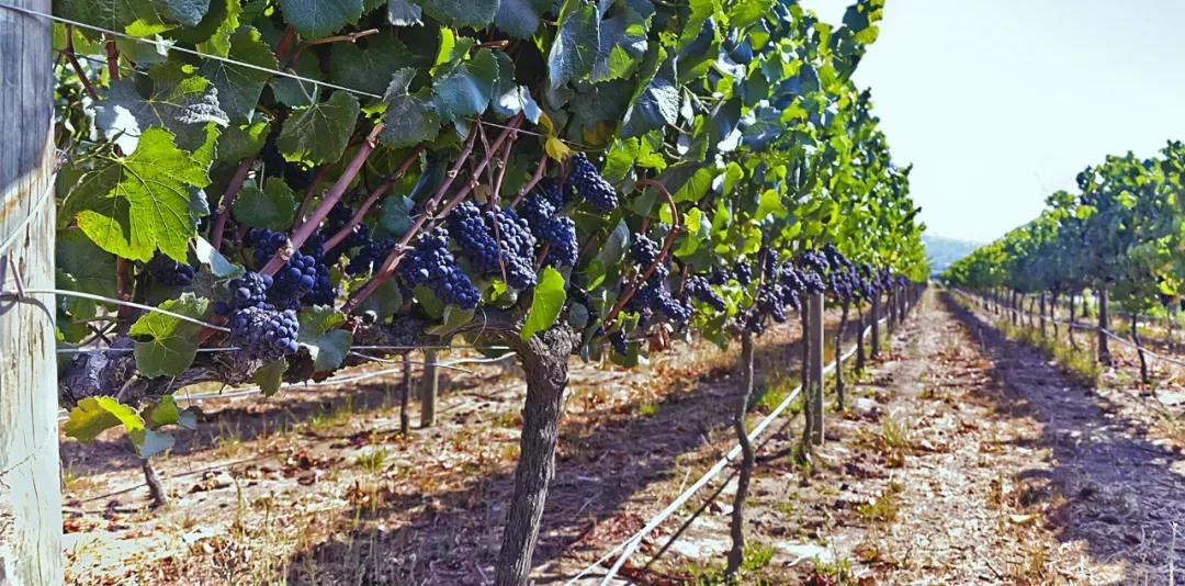 Cabernet Gernischt, also known as Carmenere