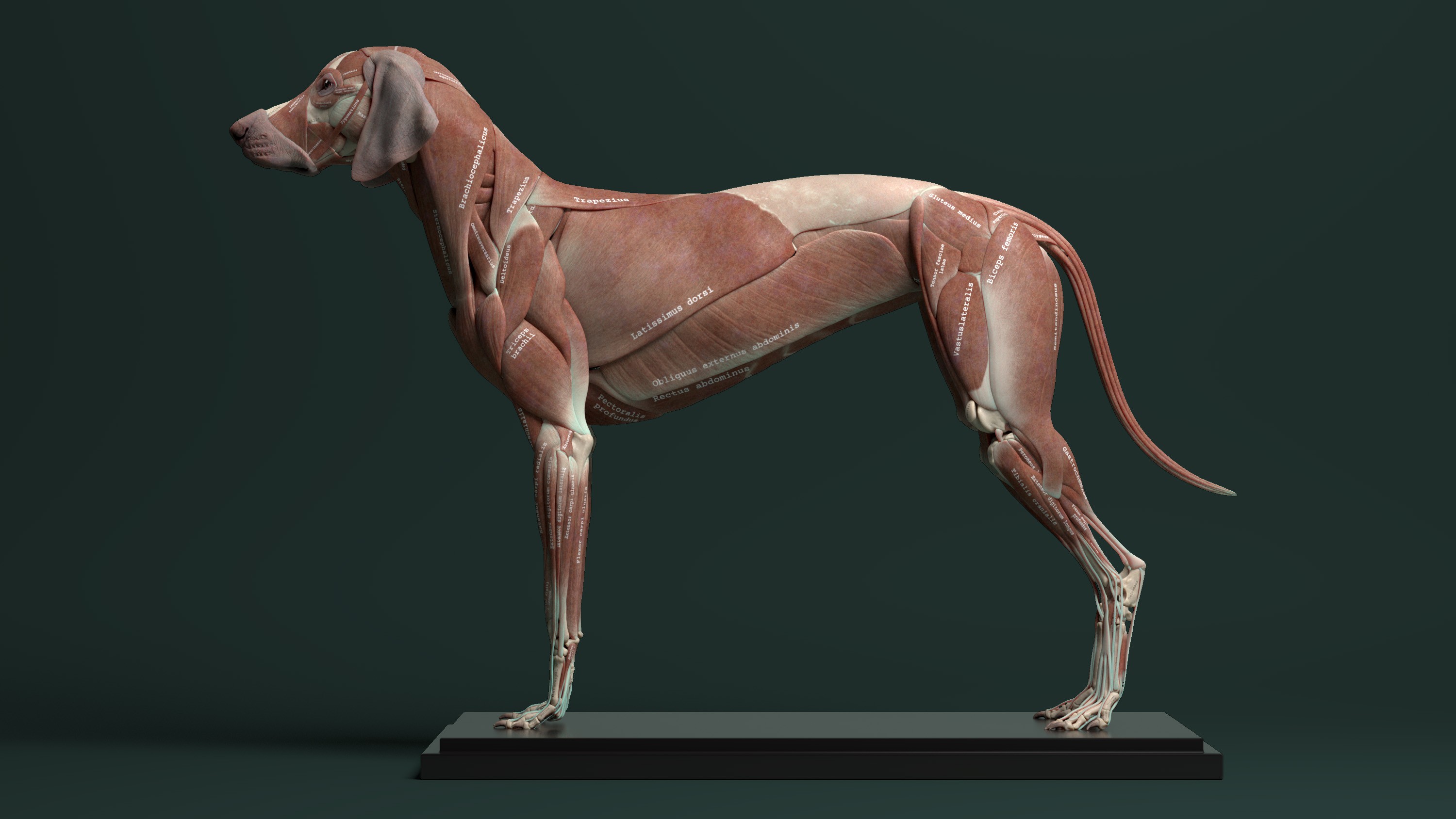 3d藝術家的犬科解剖(jess oneill)