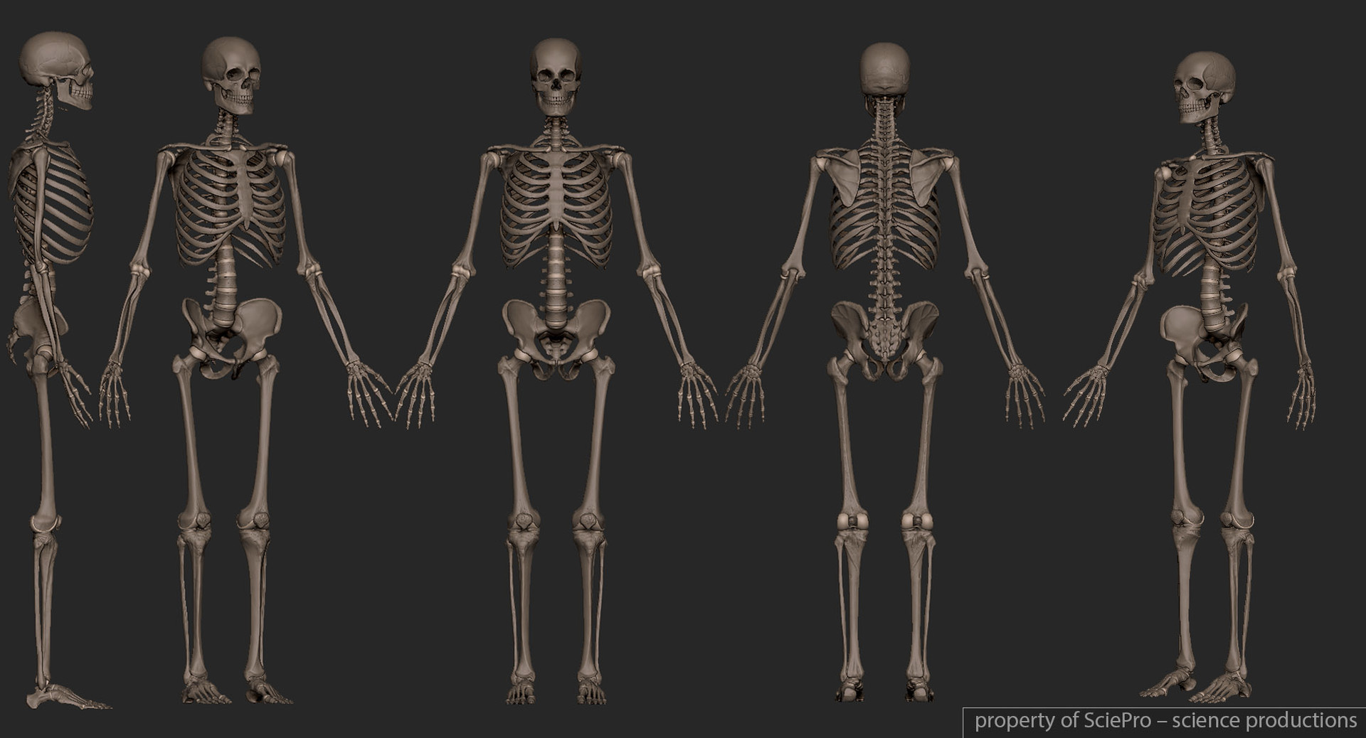 人体骨骼3d结构 参考分享
