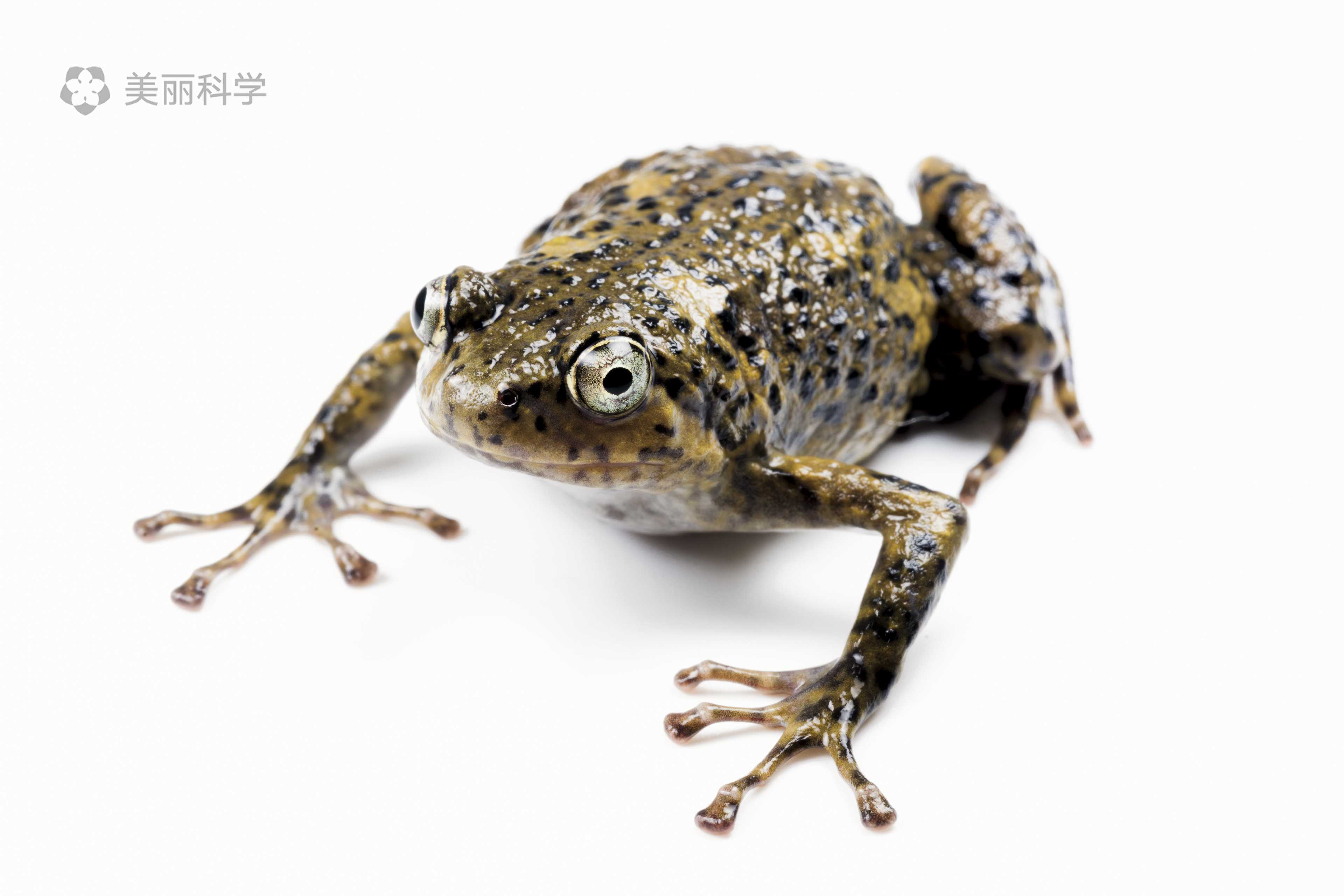 动物蛙图片大全-动物蛙高清图片下载-觅知网