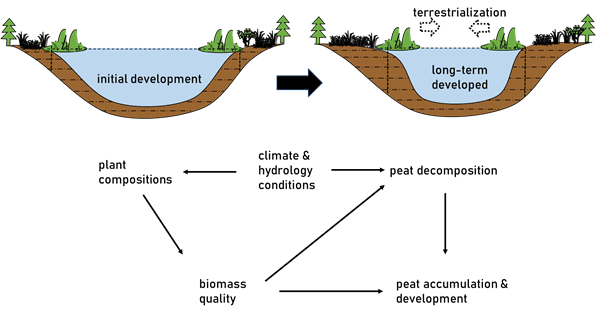 Regional peatlands development, and paleo-reconstructions of climate change from peatlands