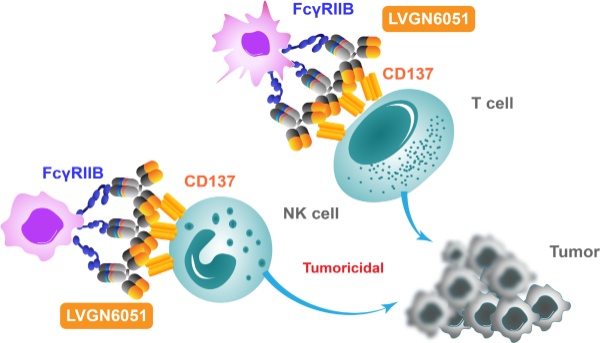 4-1bb, cd137, agonist, agonistic antibody, fcgriib, fc, immune therapy, LVGN6051, lyvgen