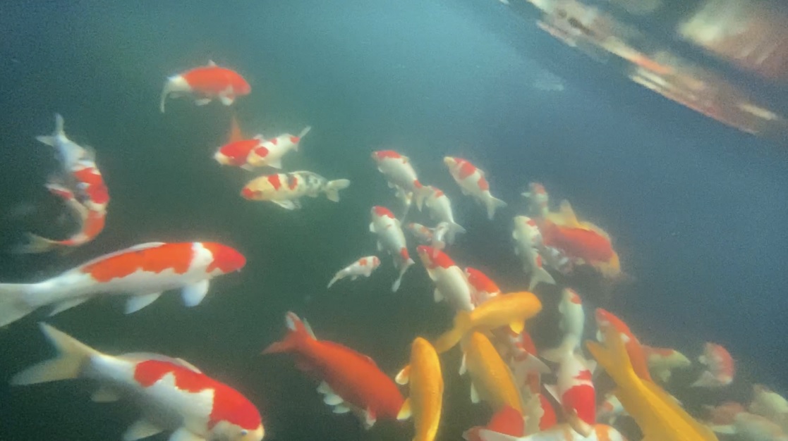 Under water KOI world (Clear)