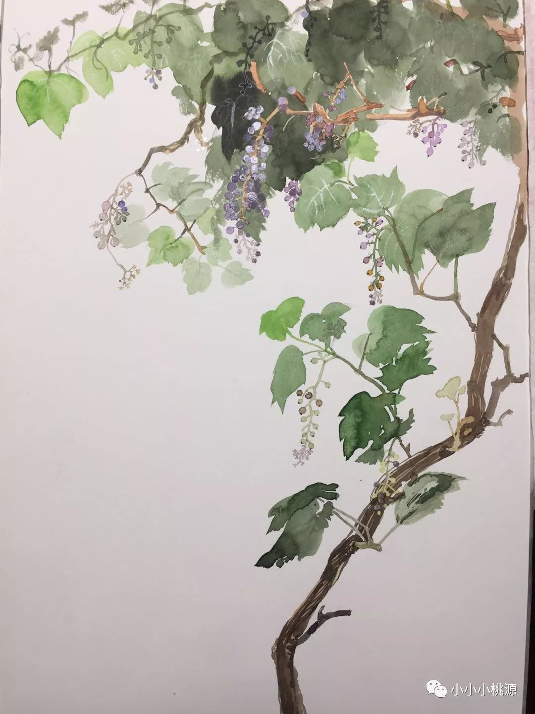 葡萄尚青，纸面水彩画，380*260，作者亚男，写生于大连朴园