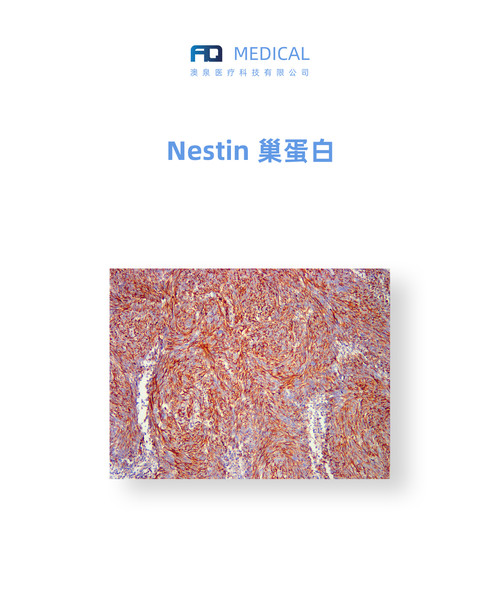 Nestin 巢蛋白
