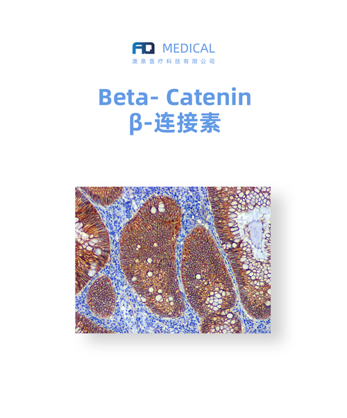 Beta- Catenin  β-连接素